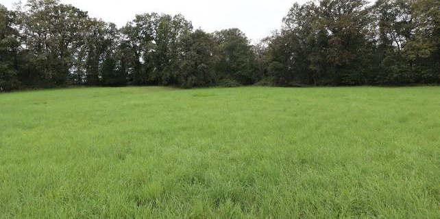 unbebaute Land- und Forstwirtschaftsfläche in Kamenz
