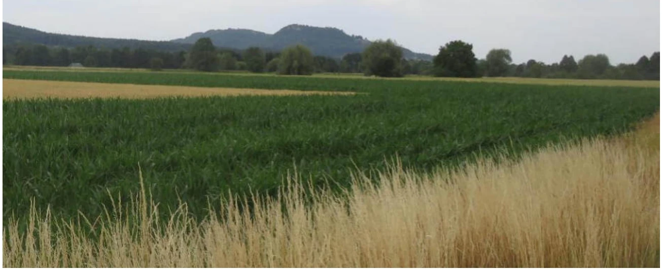 unbebautes Grundstück, land- und forstwirtschaftlich genutztes Grundstück in Pretzfeld — Bild 2