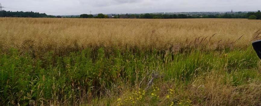 unbebautes Grundstück in Holzwickede — Bild 3