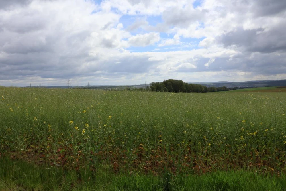 Landwirtschaftsfläche, Verkehrsfläche, Wasserfläche in Marktheidenfeld