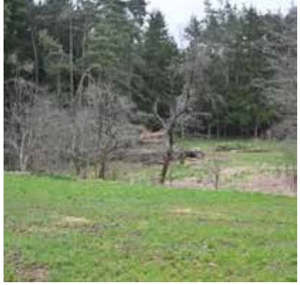 land- und forstwirtschaftlich genutztes Grundstück in Kettenhöfstetten — Bild 3