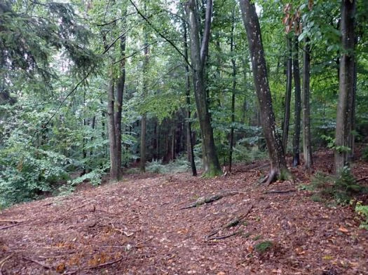 land- und forstwirtschaftlich genutztes Grundstück in  — Bild 3