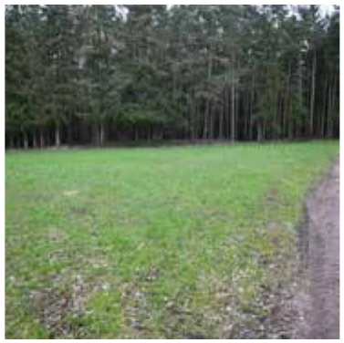 land- und forstwirtschaftlich genutztes Grundstück in Flachslanden — Bild 3