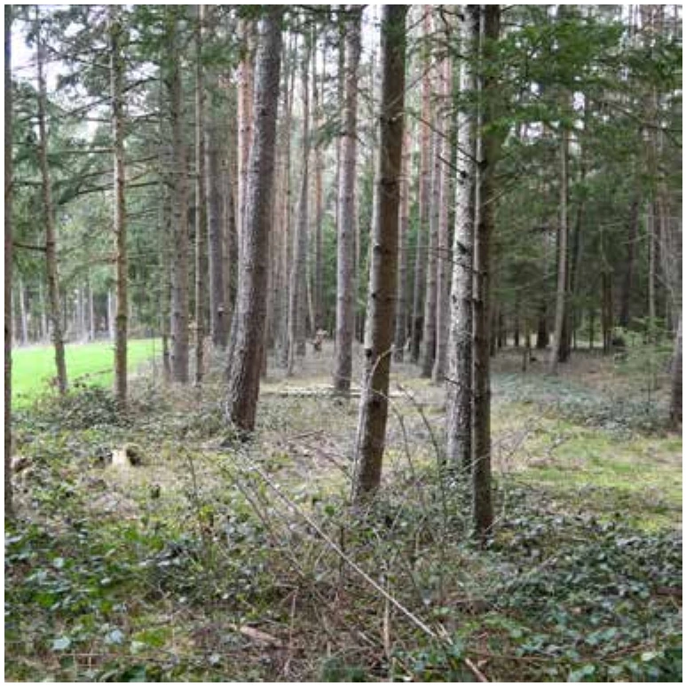 land- und forstwirtschaftlich genutztes Grundstück in Flachslanden — Bild 2