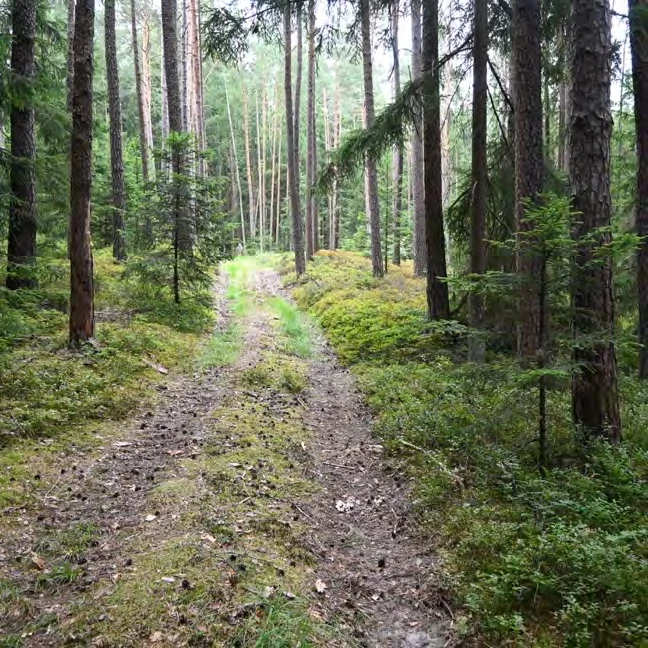 land- und forstwirtschaftlich genutztes Grundstück in Burk