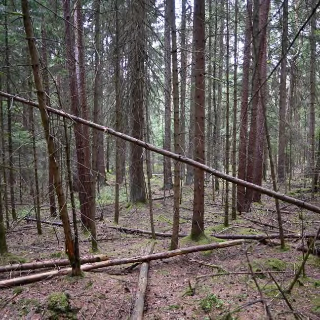 land- und forstwirtschaftlich genutztes Grundstück in Burk — Bild 3