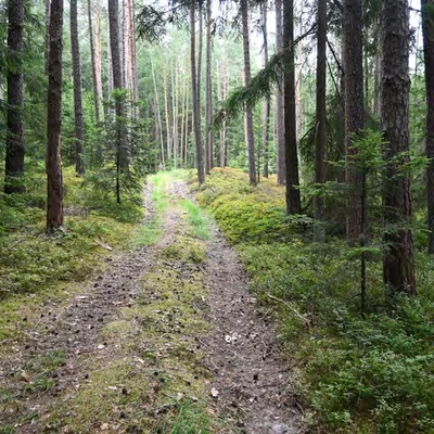 land- und forstwirtschaftlich genutztes Grundstück in Burk