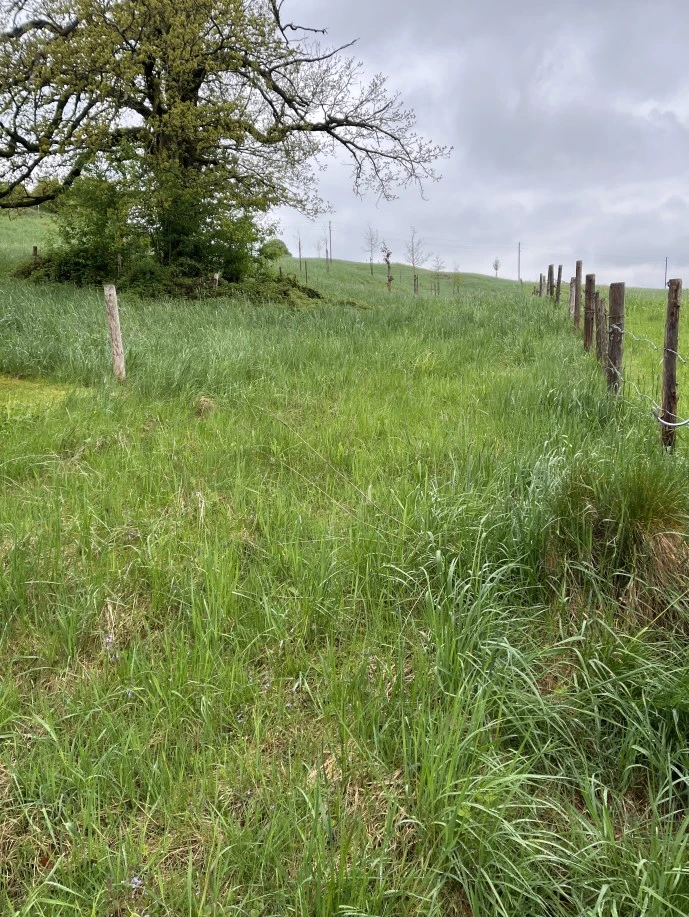 land- und forstwirtschaftlich genutztes Grundstück, Sonstiges in Steingaden — Bild 2