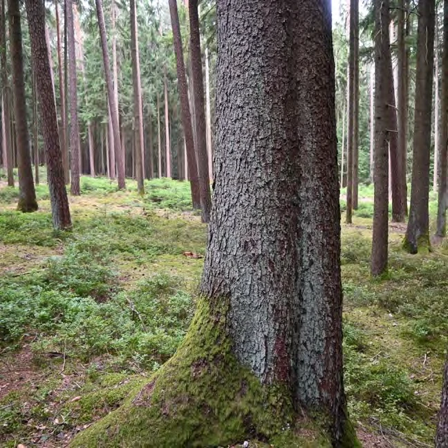 land- und forstwirtschaftlich genutztes Grundstück in Burk — Bild 2