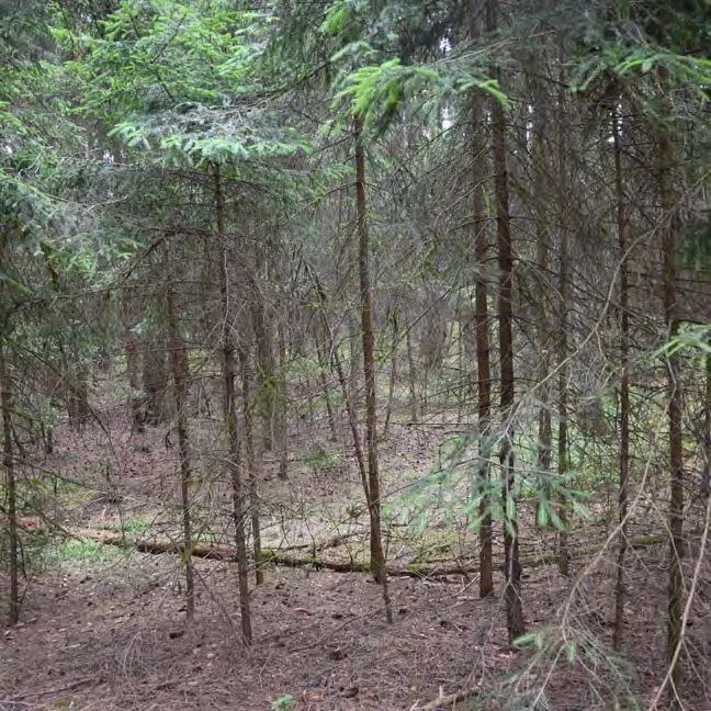 land- und forstwirtschaftlich genutztes Grundstück in Burk — Bild 3