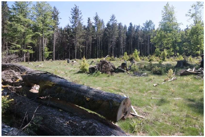 land- und forstwirtschaftlich genutztes Grundstück in Schönsee — Bild 2