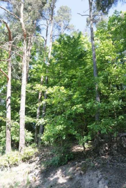 Sonstiges in Maxhütte-Haidhof — Bild 3