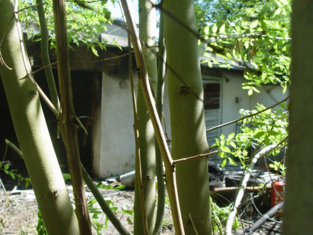 Mehrfamilienhaus, zweigeschossig in Calbe
