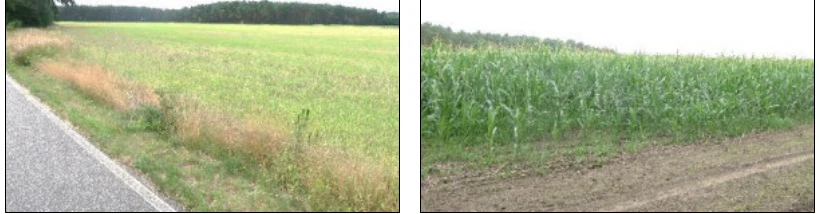 Landwirtschaftsfläche in Elsterheide