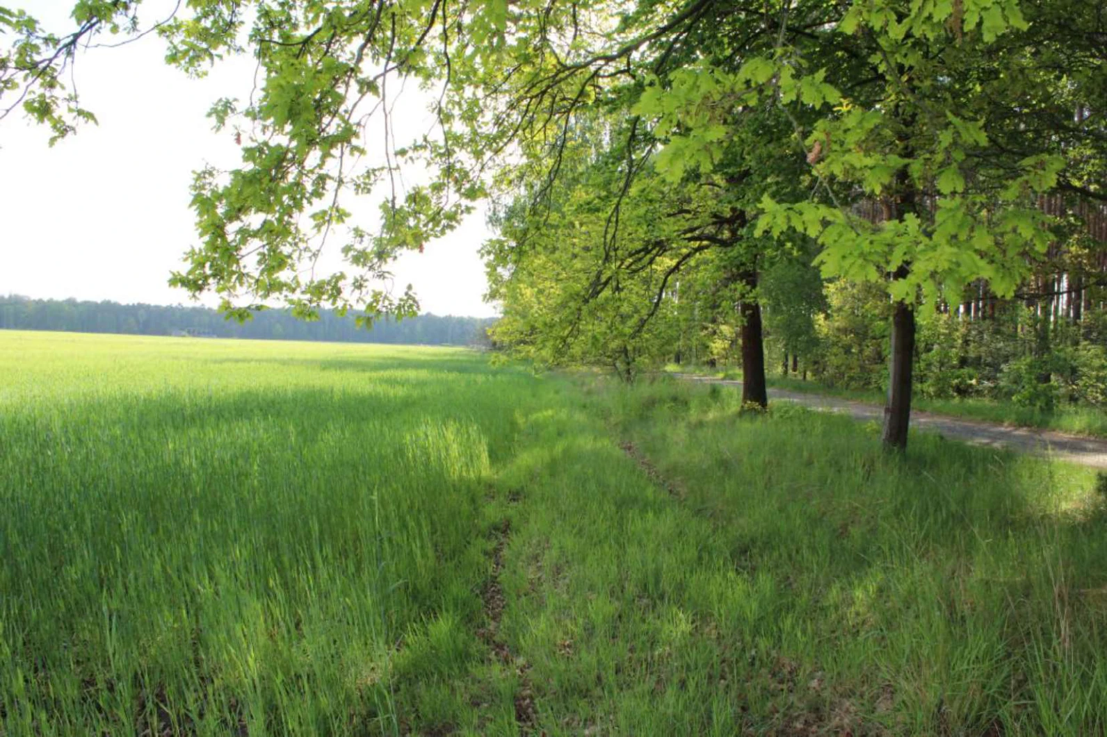 unbebautes Grundstück (Ackerland) in Lauta