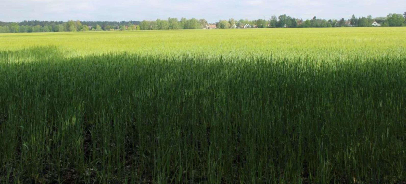 unbebautes Grundstück (Ackerland) in Lauta — Bild 2