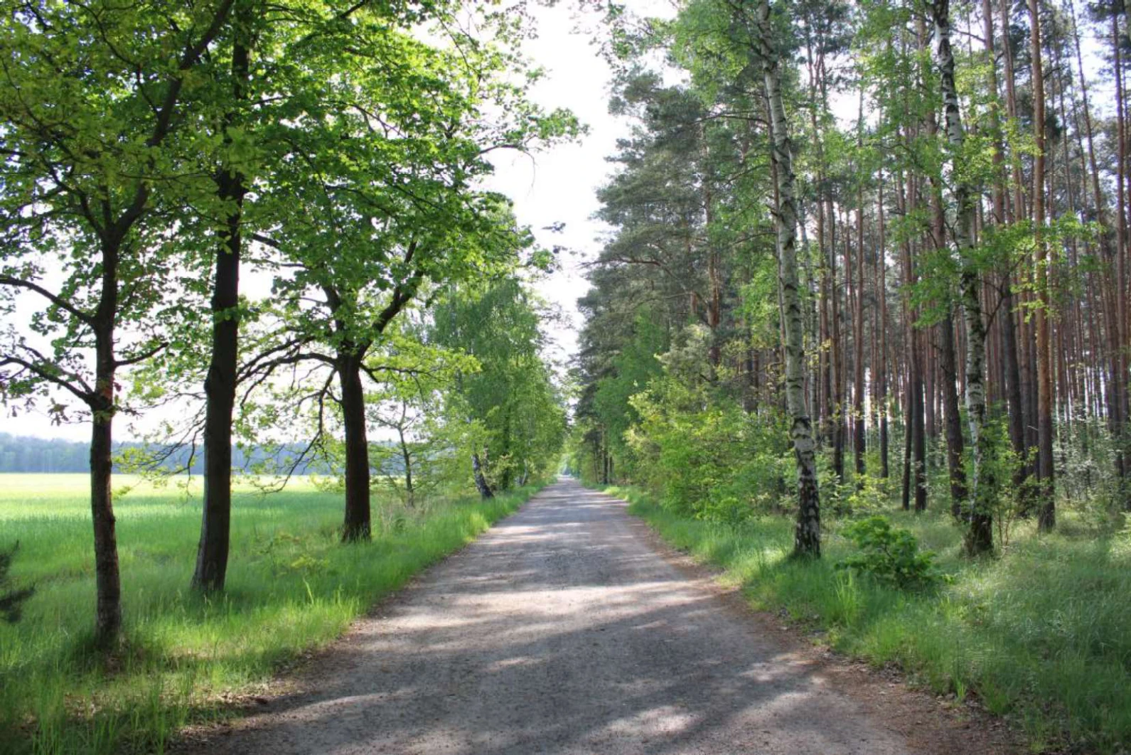 unbebautes Grundstück (Ackerland) in Lauta — Bild 3
