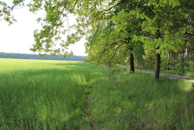 unbebautes Grundstück (Ackerland) in Lauta