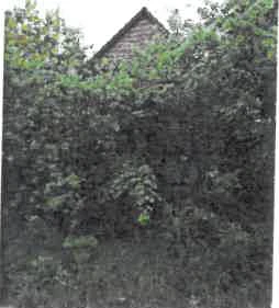 Einfamilienhaus in Wittorf — Bild 3
