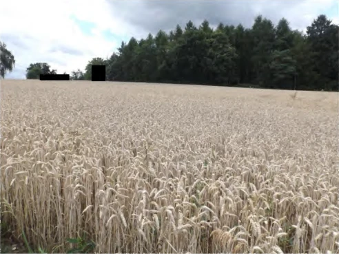 land- und forstwirtschaftlich genutztes Grundstück in Niederviehbach — Bild 3