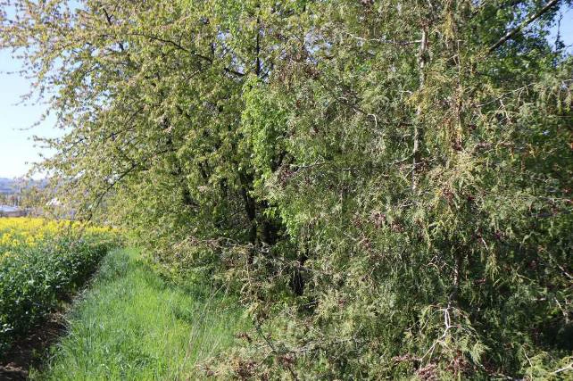 land- und forstwirtschaftlich genutztes Grundstück in Göda