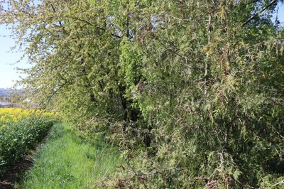 land- und forstwirtschaftlich genutztes Grundstück in Göda