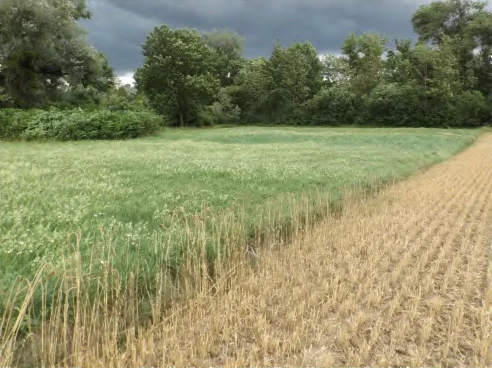 land- und forstwirtschaftlich genutztes Grundstück in Niederviehbach — Bild 3