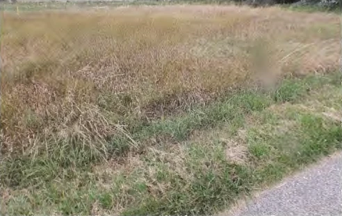 land- und forstwirtschaftlich genutztes Grundstück in Niederviehbach