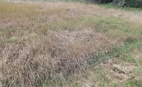 land- und forstwirtschaftlich genutztes Grundstück in Niederviehbach — Bild 2