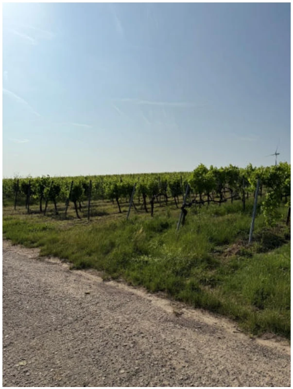 land- und forstwirtschaftlich genutztes Grundstück in Hergersweiler — Bild 2