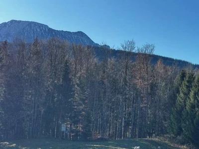Waldfläche in Anger