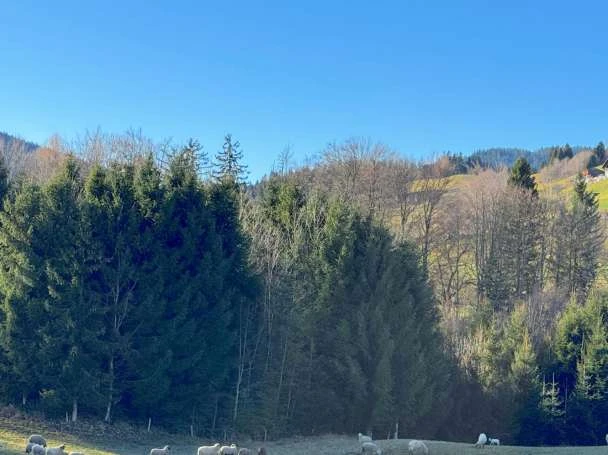 Waldfläche, Grünland in Anger — Bild 2