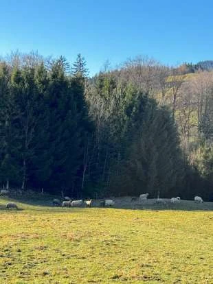 Waldfläche, Grünland in Anger — Bild 3