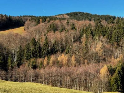 Waldfläche, Landwirtschaftsfläche in Anger