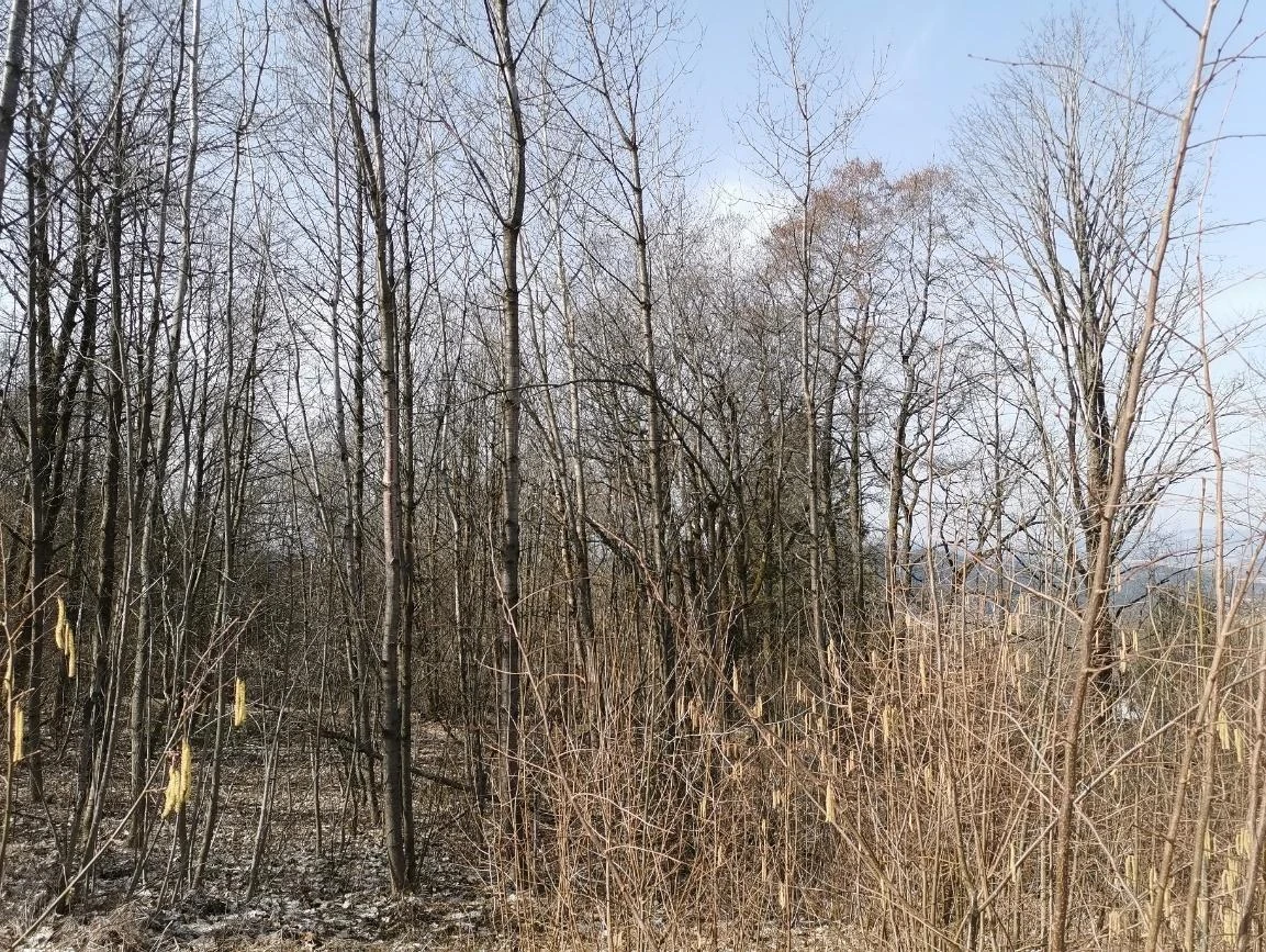 Waldfläche in Waldmünchen