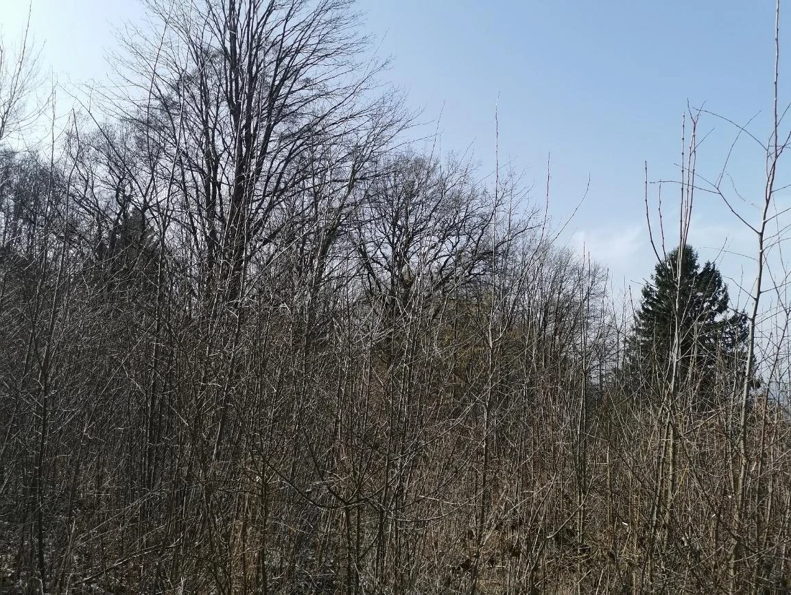 Waldfläche in Waldmünchen — Bild 3