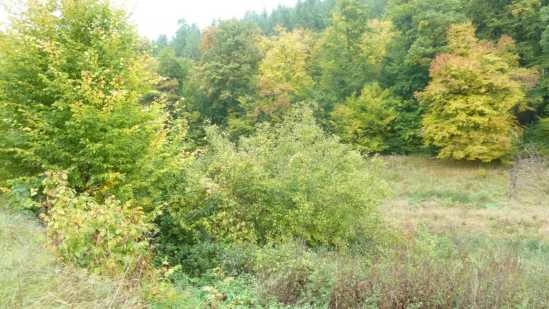 land- und forstwirtschaftlich genutztes Grundstück in Ludwigsau — Bild 2