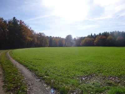 land- und forstwirtschaftlich genutztes Grundstück in Reichenbach im Vogtland
