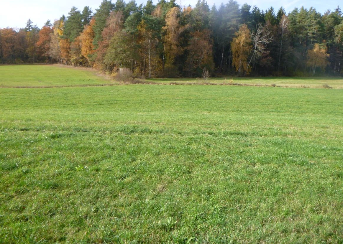 land- und forstwirtschaftlich genutztes Grundstück in Reichenbach im Vogtland