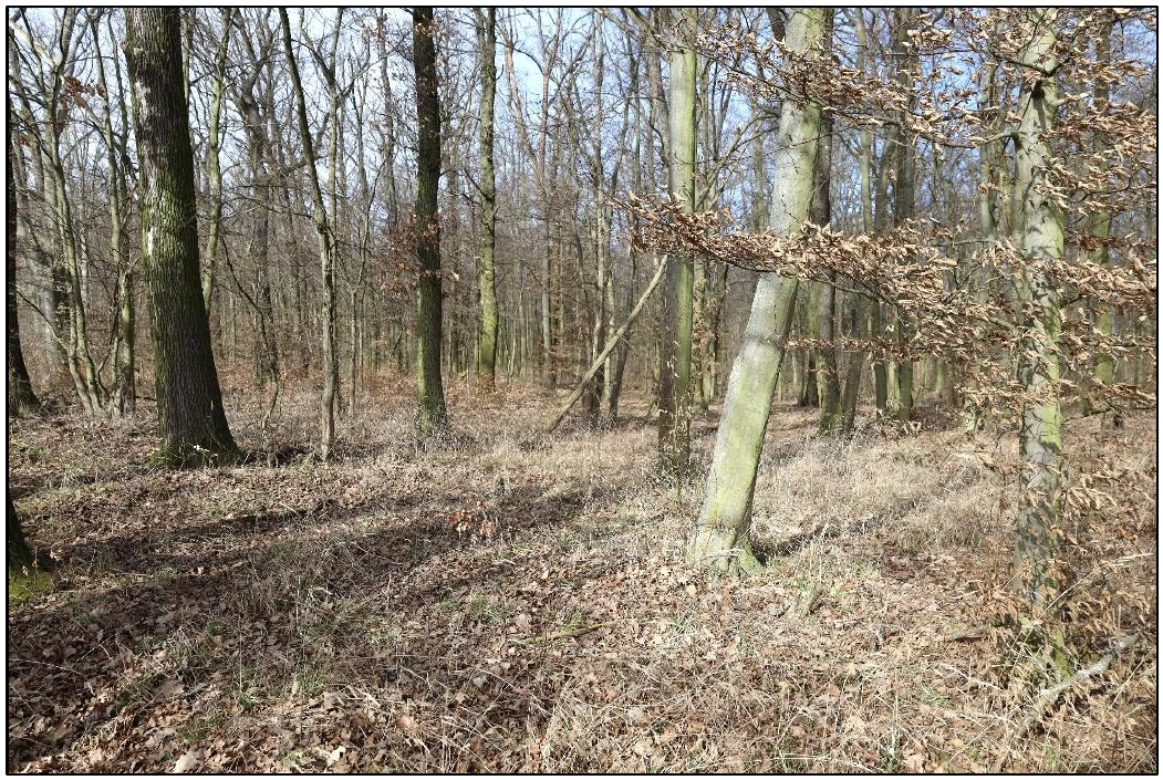 land- und forstwirtschaftlich genutztes Grundstück, Ackerland und Mischwald in Bad Bibra — Bild 3