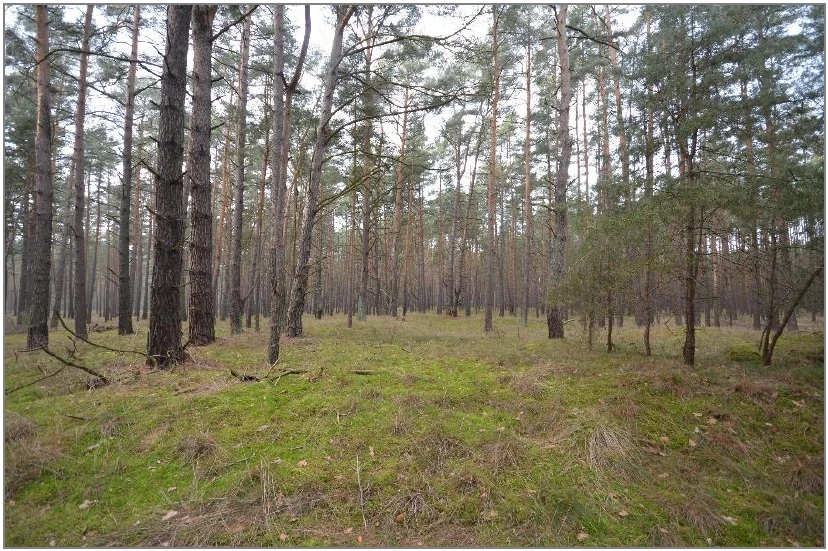 land- und forstwirtschaftlich genutztes Grundstück, Einfamilienhaus in Dreetz — Bild 2