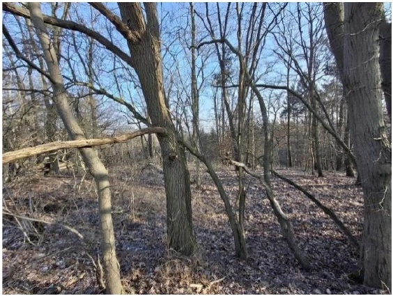 land- und forstwirtschaftlich genutztes Grundstück in Groß Pinnow — Bild 2