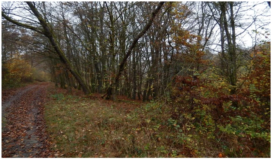 land- und forstwirtschaftlich genutztes Grundstück in Haiger — Bild 2