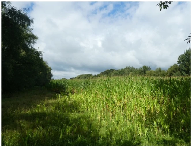 Sonstiges: Ackerland und Gehölz und Geringstland in Friesoythe — Bild 2