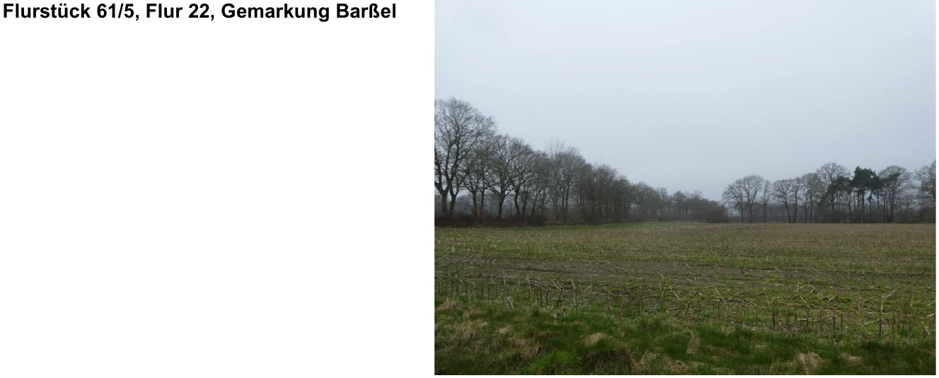 land- und forstwirtschaftlich genutztes Grundstück in Barßel — Bild 2