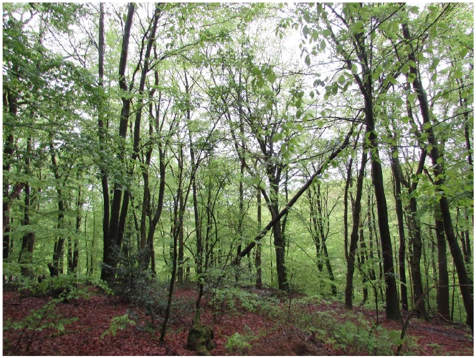 unbebautes Waldgrundstück in Wipperfürth — Bild 2