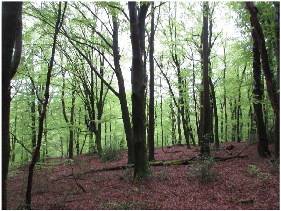 unbebautes Waldgrundstück in Wipperfürth — Bild 3