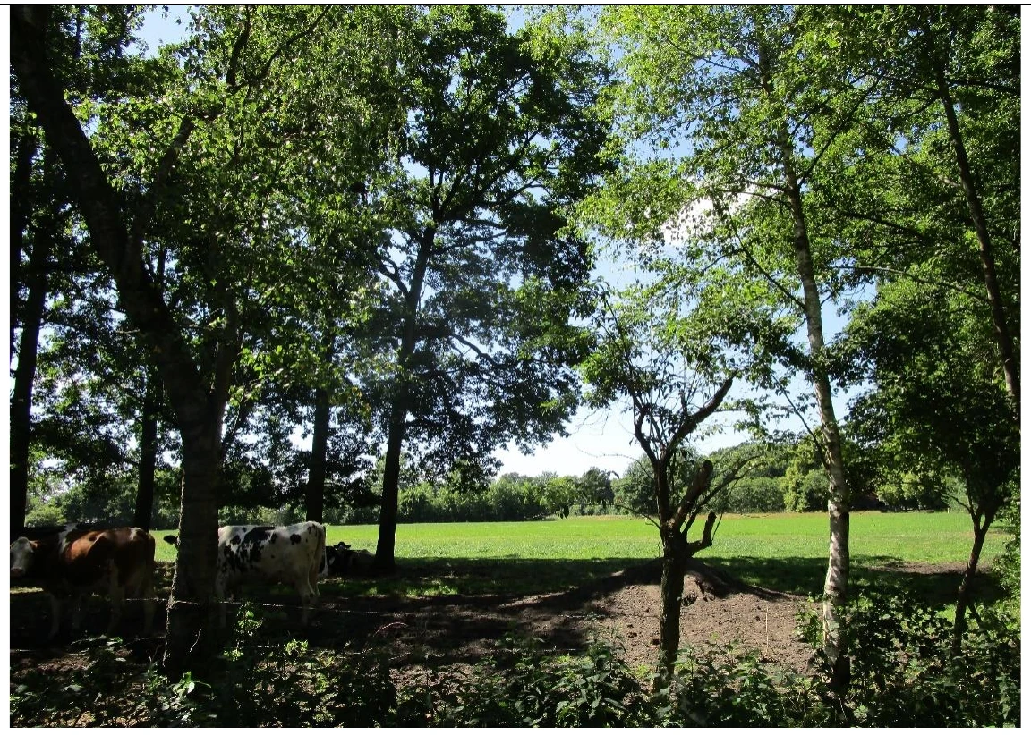 land- und forstwirtschaftlich genutztes Grundstück in Bawinkel — Bild 3