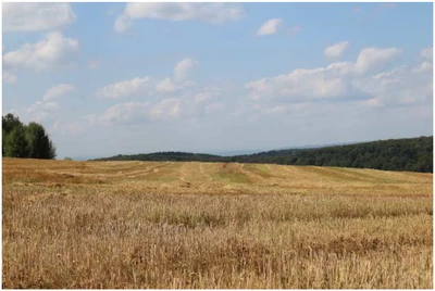 land- und forstwirtschaftlich genutztes Grundstück in Hillscheid