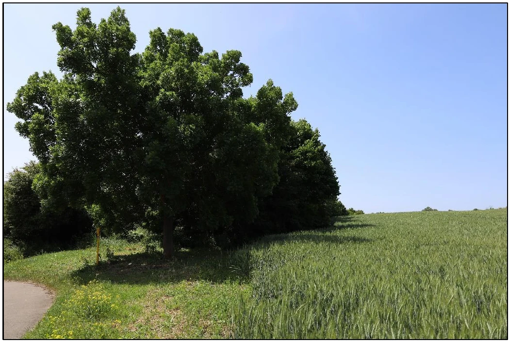 Zweifamilienhaus in Drei Gleichen — Bild 3